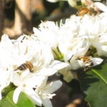 201704 flower2.jpg